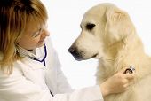 foto of dog  - veterinarian doctor making a checkup of a golden retriever dog - JPG 