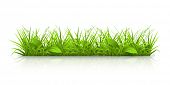 stock photo of nature  - Grass - JPG 