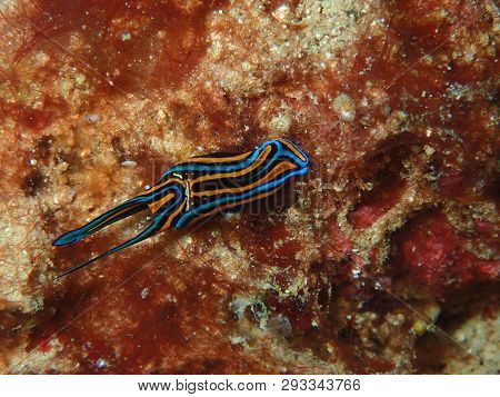 Poster: Nudibranchs Are A Group Of