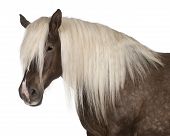 picture of equus caballus  - Comtois horse a draft horse Equus caballus 10 years old in front of white background - JPG 