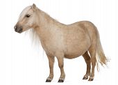 picture of equus caballus  - Palomino Shetland pony Equus caballus 3 years old standing in front of white background - JPG 