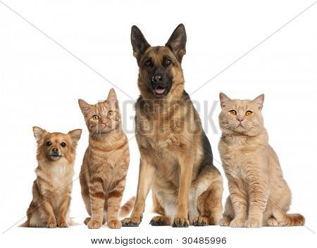 Picture or Photo of Group of dogs and cats sitting in front of white background