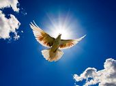 stock photo of religion  - Dove in the air with wings wide open in - JPG 
