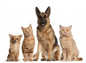 pic of dog  - Group of dogs and cats sitting in front of white background - JPG 