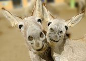 picture of laughter  - Two cream colored donkeys pose with happy smiles on their faces - JPG 