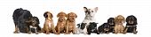 pic of group  - Group of dogs sitting in front of white background studio shot - JPG 