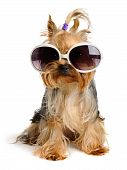 pic of animals  - yorkie in the sunglass on the white background - JPG 