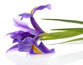 picture of iris  - Purple iris flower - JPG 