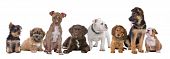 picture of group  - large group of puppies on a white background - JPG 