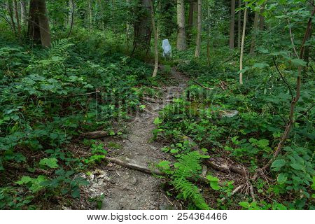 Poster: Cycling In Nature Forest On
