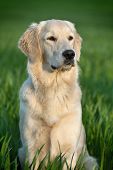 picture of dog  - portrait of a beautiful young dog  - JPG 