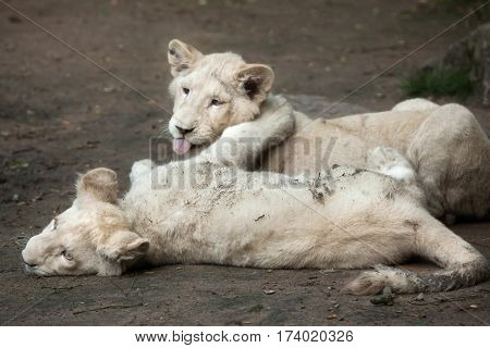 Two Newborn White Lion Cubs The Lions Were A Colour Mutation Poster Of Two Newborn White Lion Cubs The Lions Were A Colour Mutation