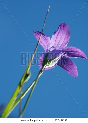 Poster: Flower