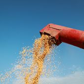 stock photo of pour  - Grain auger of combine pouring soy bean - JPG 