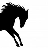 stock photo of horse  - horse fine vector silhouette black over white - JPG 