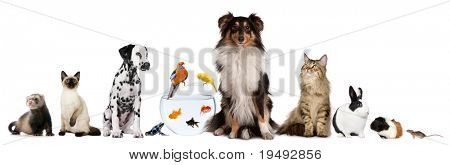 Picture or Photo of Group of pets sitting in front of white background