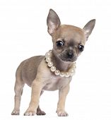 picture of animals  - Chihuahua puppy - JPG 