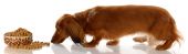 stock photo of food  - long haired miniature dachshund sneaking up to bowl of dog food - JPG 