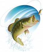 stock photo of bites  - Largemouth bass is catching a bite and jumping in water spray - JPG 