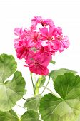 picture of close-up  - pink geranium flower isolated on white background - JPG 