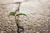 pic of growing  - weed growing through crack in concrete pavement - JPG 