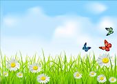 stock photo of blue sky  - vector green grass and daisies on a background of blue sky with butterflies - JPG 
