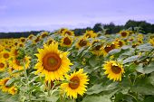 Sunflower Farm