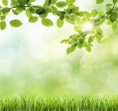 stock photo of nature  - abstract green natural background - JPG 