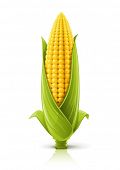 picture of food  - corncob vector illustration isolated on white background - JPG 