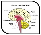 picture of neurology  - VECTOR  - JPG 