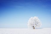 stock photo of blue  - Winter tree in a field with blue sky - JPG 