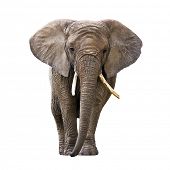 stock photo of animals  - Elephant isolated on white - JPG 