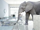 stock photo of idiom  - huge elephant walk in modern office - JPG 