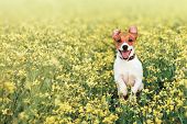 stock photo of curiosity  - jack russel on flower meadow - JPG 