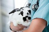 stock photo of medical doctors  - Mid section of young male veterinarian doctor carrying a rabbit at medical clinic - JPG 