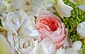 foto of english  - This old fashioned pink English rose is among a bouquet of white roses and other white petals for a soft floral stock image - JPG 