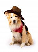 pic of dog  - Dog with Cowboy costume with white background - JPG 