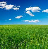 image of blue sky  - Squared composition of a nice grass field under clouds and blue sky - JPG 