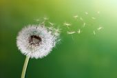 stock photo of time  - Dandelion seeds in the morning sunlight blowing away across a fresh green background - JPG 
