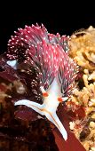 foto of animals  - An underwater animal called a nudibranch crawls over a reef while feeding on algae - JPG 
