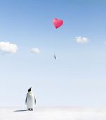 pic of blue sky  - Penguin looking at a heart shaped balloon with a postcard - JPG 