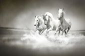 stock photo of  photo  - Photo of a herd of white horses running through water - JPG 