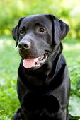 image of dog  - Black labrador retriever sitting on green grass background - JPG 