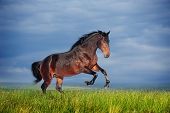 stock photo of equine  - Beautiful brown horse running gallop on the field - JPG 