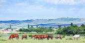 picture of horse  - Herd of horses on the field - JPG 