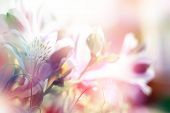 stock photo of beauty  - beautiful flowers made with color filters - JPG 