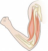 picture of muscle  - A vector illustration of right arm showing muscles and bones - JPG 