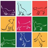 stock photo of dog  - dog series - JPG 