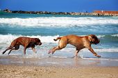 foto of beach  - Two dog chase each other on the beach - JPG 