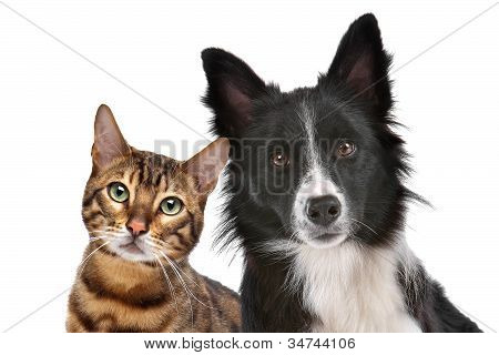 Picture or Photo of Close up portrait of dog and cat in front of white background